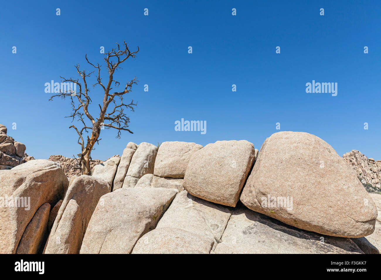 Arbre Sec sur rock formation à Joshua Tree National Park, Californie, USA. Banque D'Images