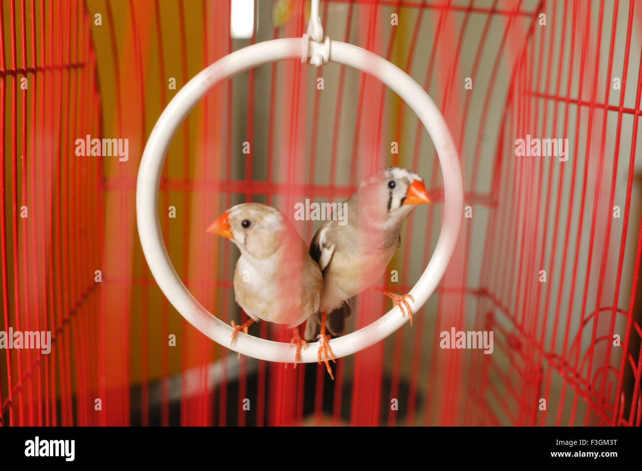 Zebra Finch oiseaux en cage Banque D'Images
