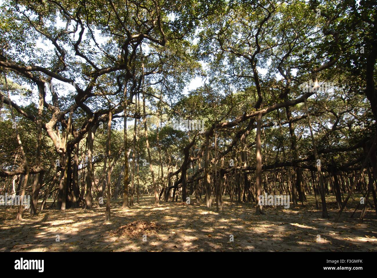 Grand Banyan Tree plus grand en Inde ; Jardin botanique ; Calcutta kolkata ; l'ouest du Bengale en Inde ; Banque D'Images