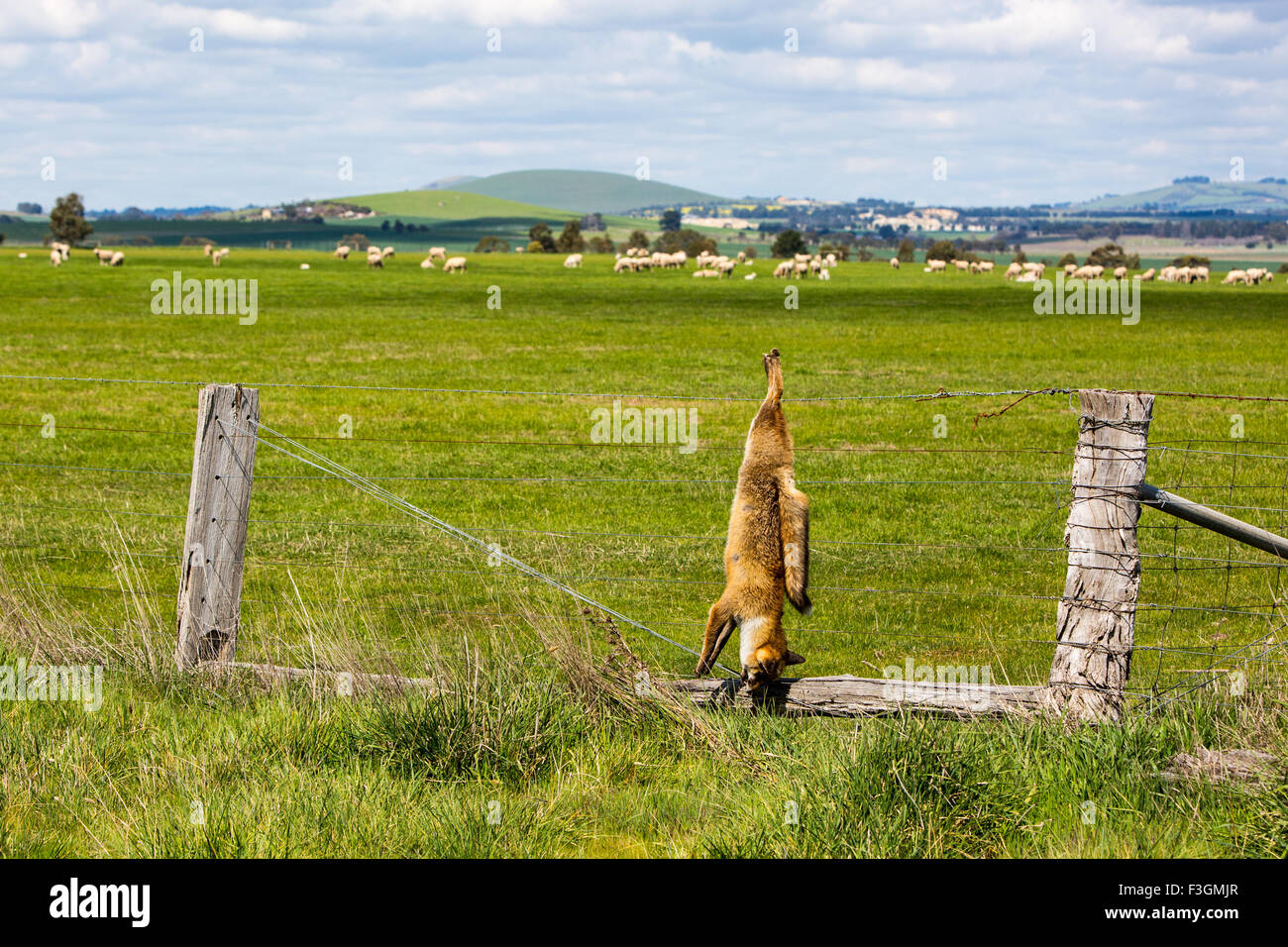 Un renard tué et pendu sert d'avertissement à d'autres animaux à Victoria, Australie Banque D'Images
