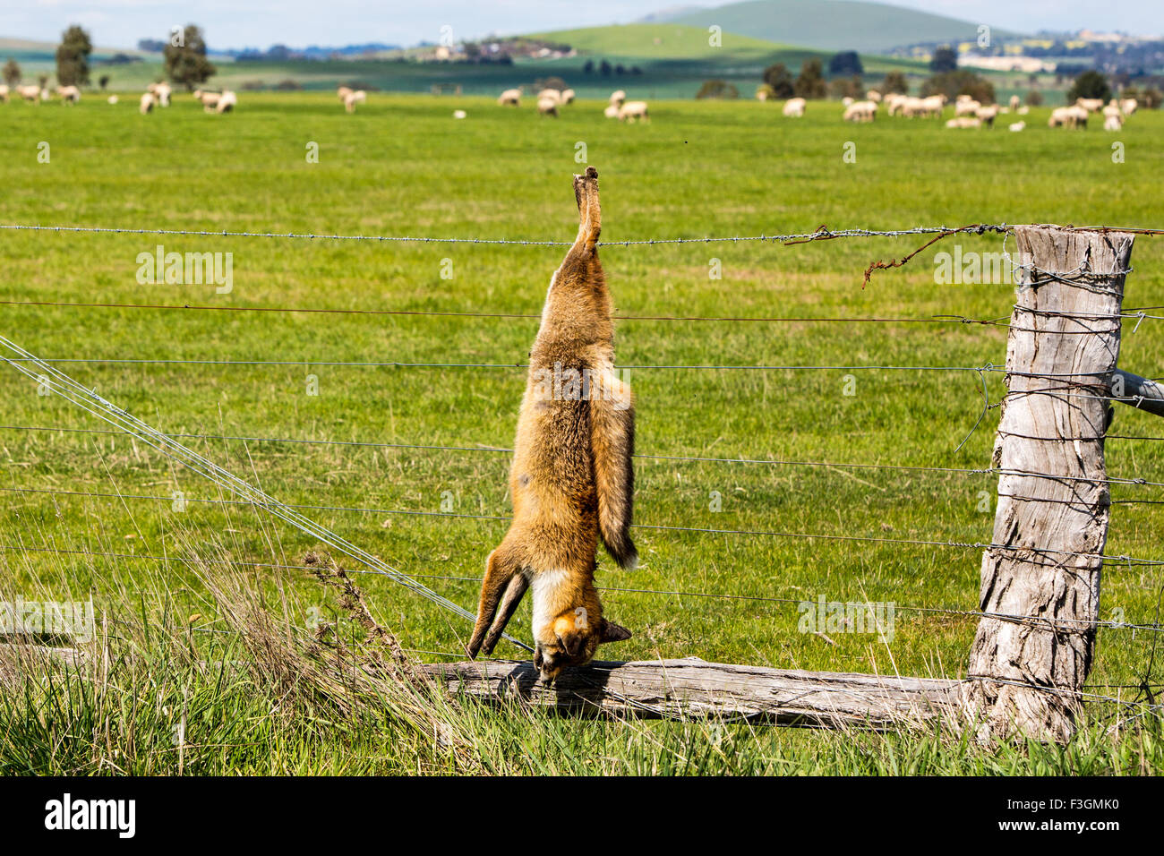 Un renard tué et pendu sert d'avertissement à d'autres animaux à Victoria, Australie Banque D'Images