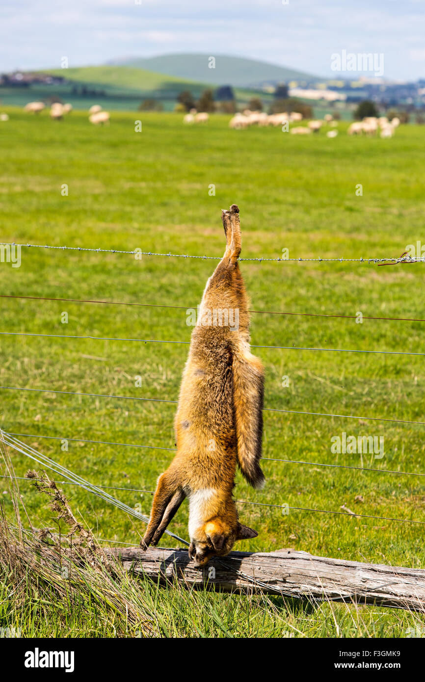 Un renard tué et pendu sert d'avertissement à d'autres animaux à Victoria, Australie Banque D'Images