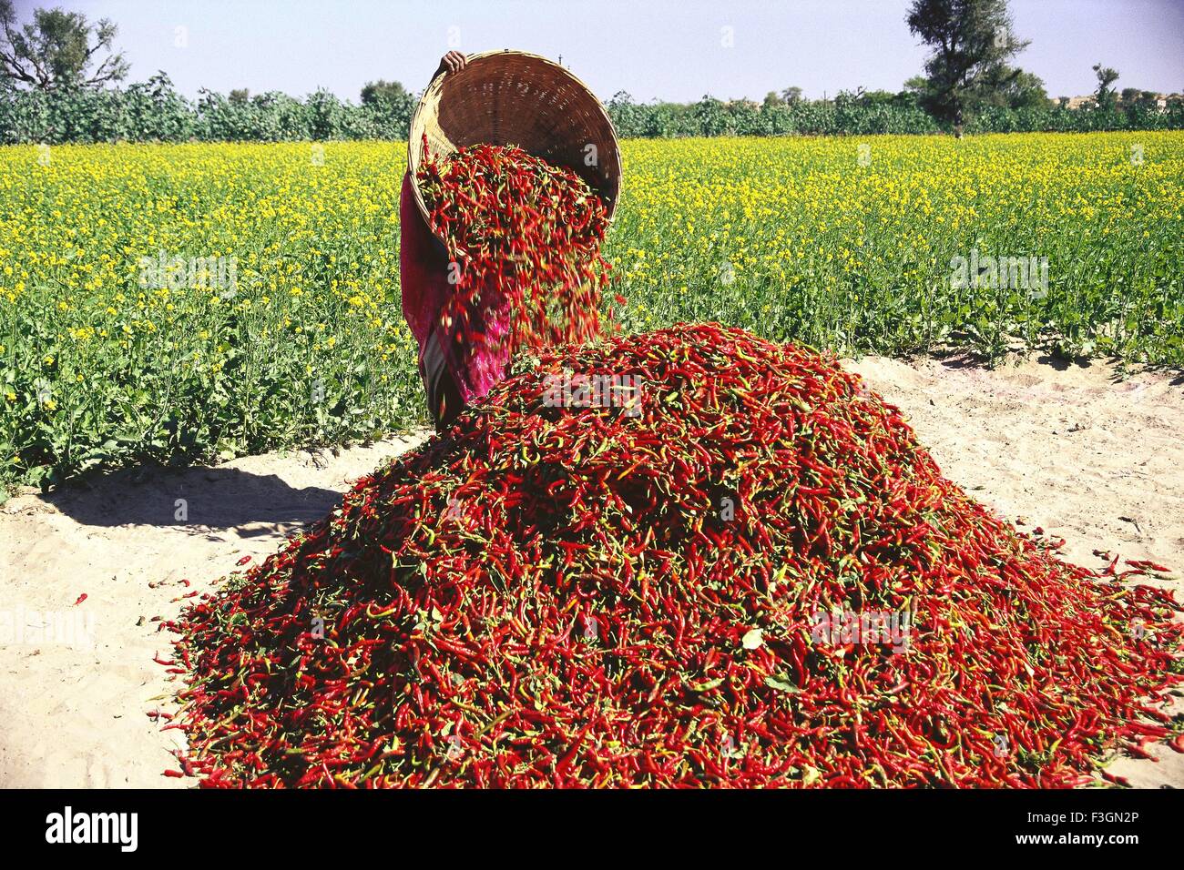 Woman pouring red chillies forme godet sur pile fleurs jaune en arrière-plan ; champ ; Mathania Jodhpur Rajasthan ; Inde ; Banque D'Images