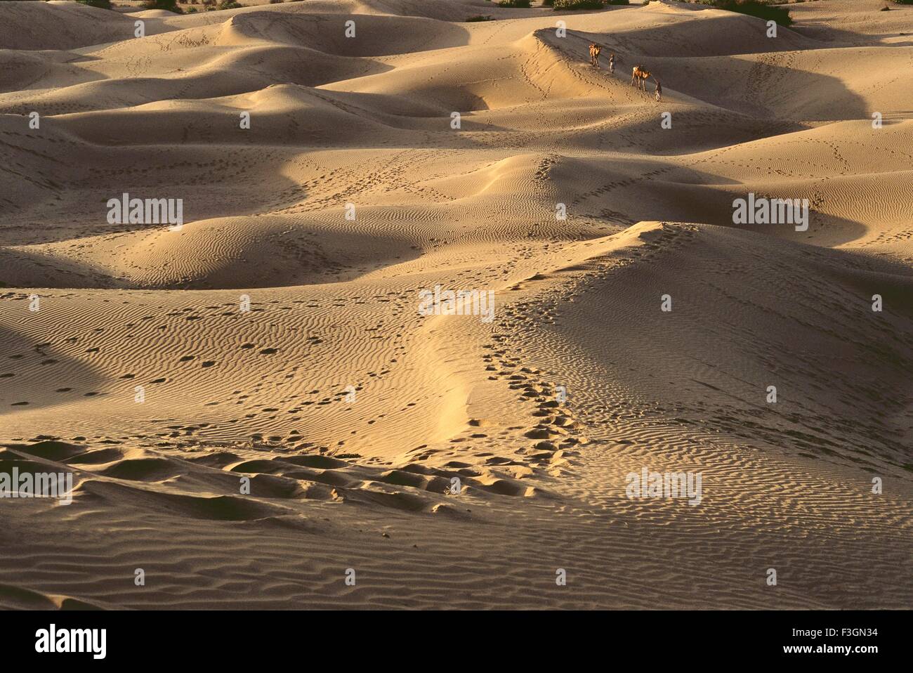 Long voyage et couches sur le sable ; Rajasthan Inde ; Banque D'Images