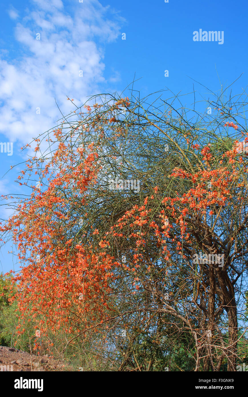La floraison sur Caparis Dicedua ; plante ; Jodhpur Rajasthan Inde ; Banque D'Images