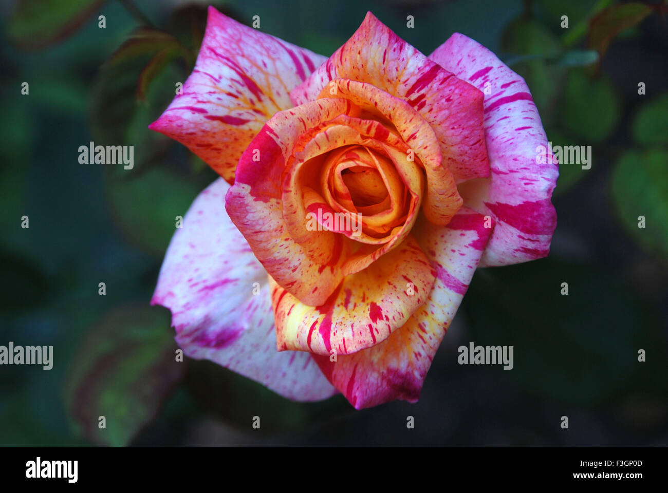 Rose dans une pépinière ; Jodhpur Rajasthan ; Inde ; Banque D'Images