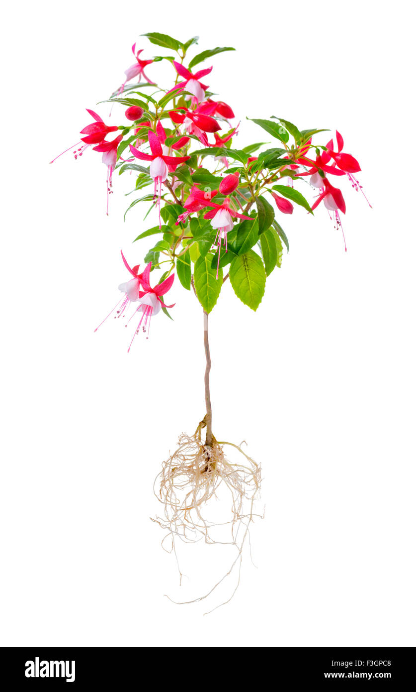 Arbre en fleurs beau stam de rouge et blanc avec fleur fuchsia racines est isolé sur fond blanc, 'Shadow Dancer Betty', Banque D'Images