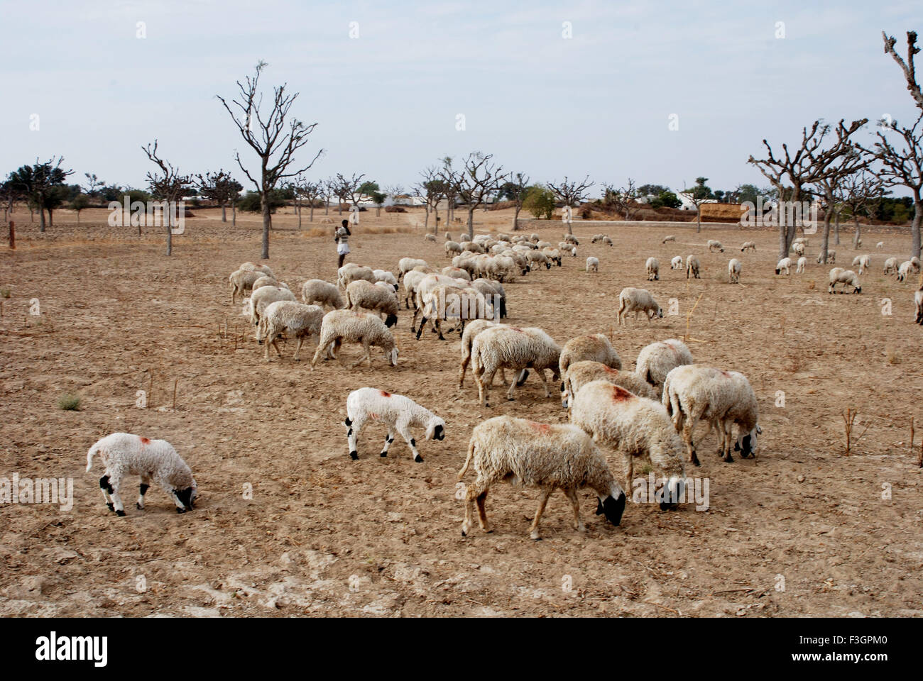Pasteur à la recherche des moutons au pâturage à Ladnun ; ; ; Inde Rajasthan Banque D'Images