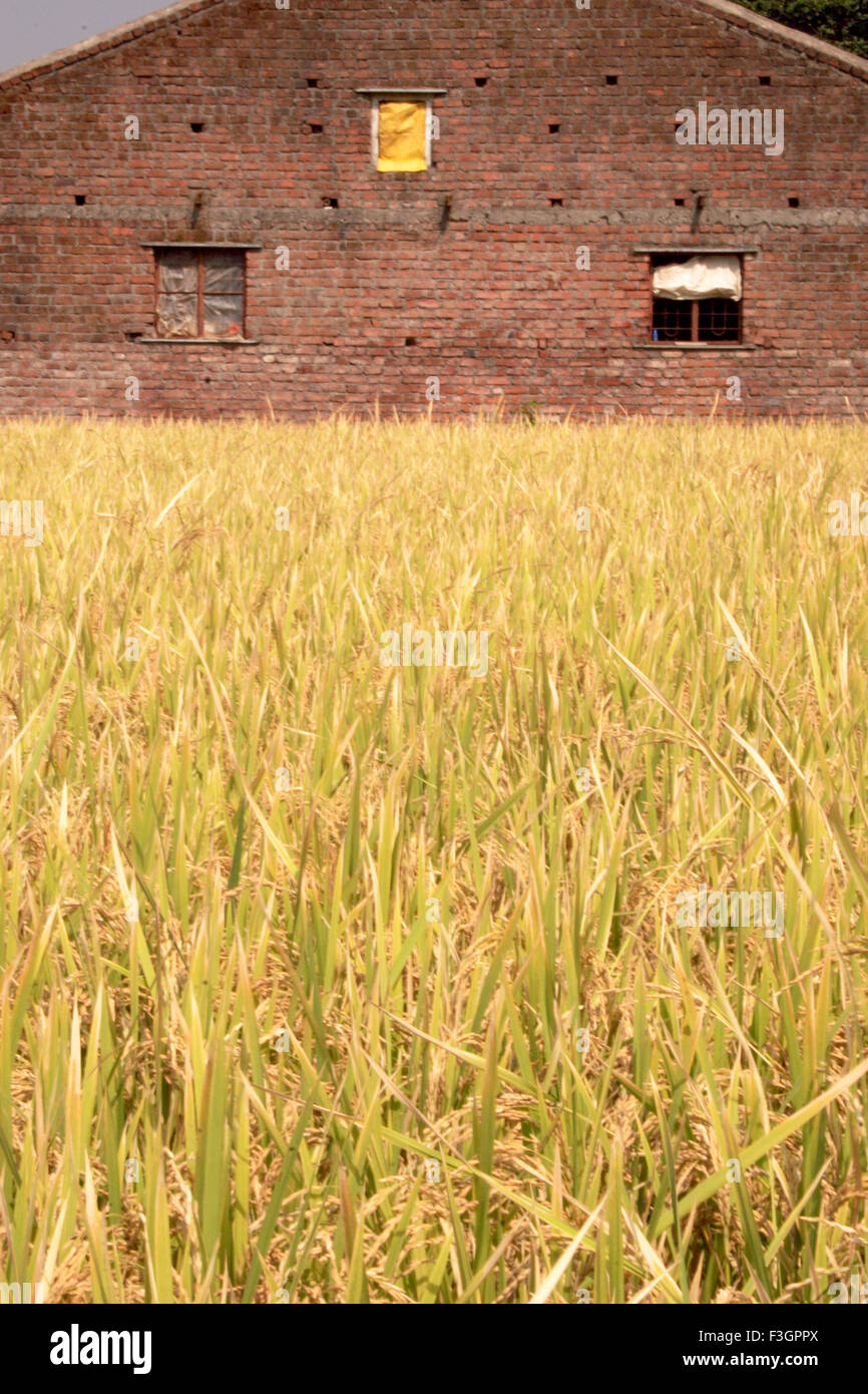 Maison de ferme Maharashtrian adjacent à la ferme agricole ; CDMA ; barrage ; Inde Maharashtra ; Wai Banque D'Images