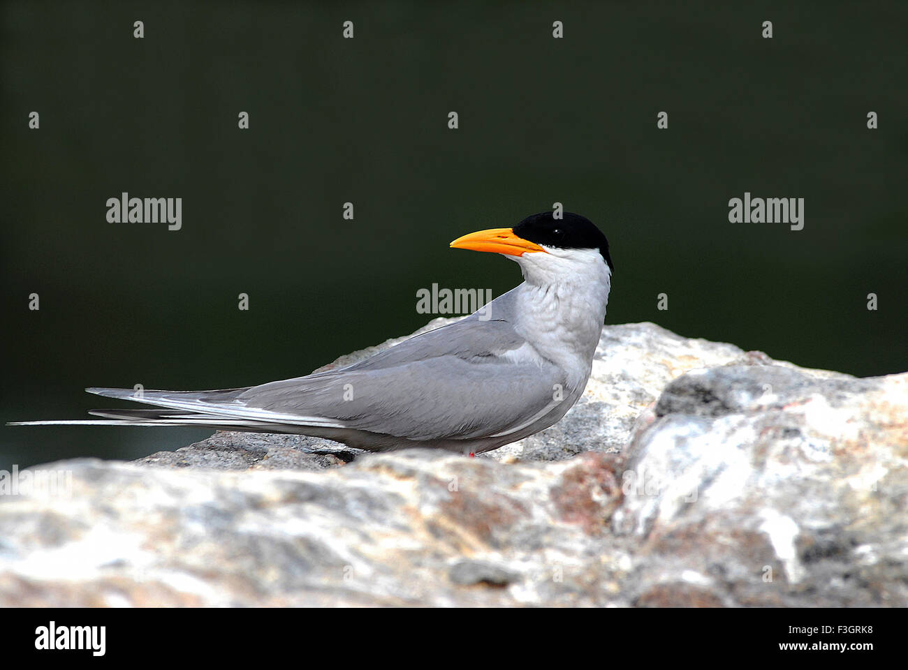 Oiseau, Tern de rivière assis sur le rocher, Sterna aurantia, Ranganatitoo Bird Sanctuary, Ranganatittu, Mandya, Mysore, Karnataka, Inde, Asie, Banque D'Images