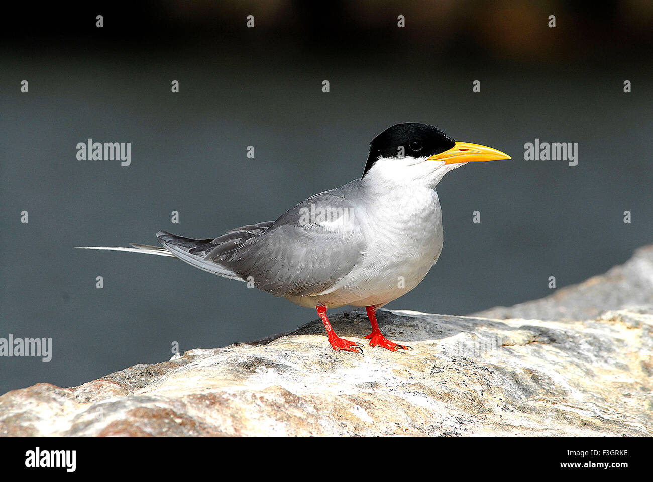 Oiseau, Tern de rivière assis sur le rocher, Sterna aurantia, Ranganatitoo Bird Sanctuary, Ranganatittu, Mandya, Mysore, Karnataka, Inde, Asie, Banque D'Images