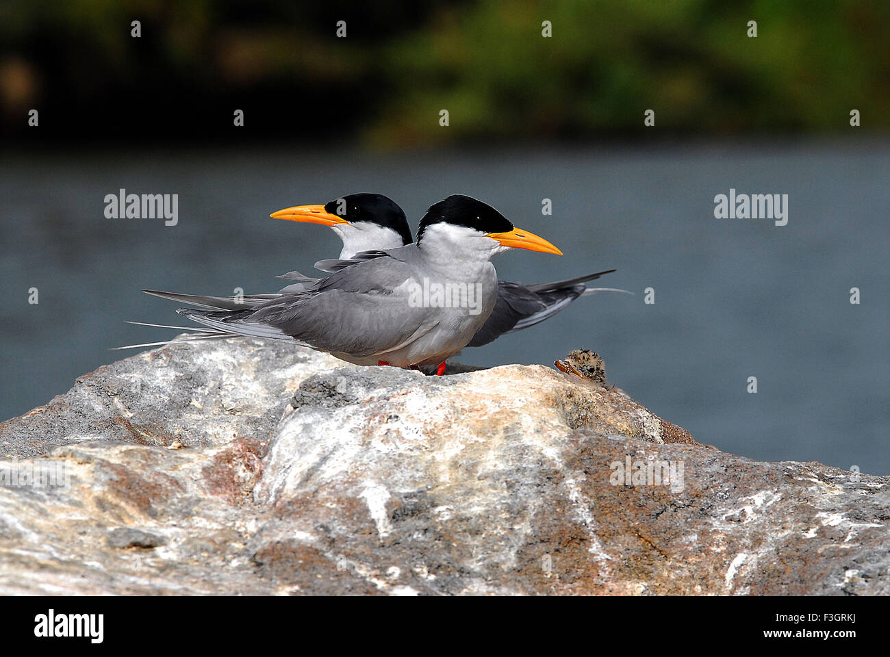 Oiseau, Tern de rivière avec poussin assis sur le rocher, Sterna aurantia, Ranganatitoo Bird Sanctuary, Ranganatittu, Mandya, Mysore, Karnataka, Inde, Asie, Banque D'Images