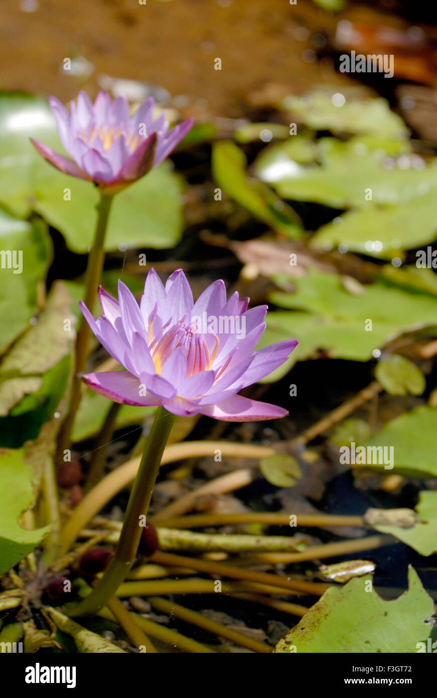 lotus bleu, Nymphaea nouchali, Nymphaea stellata, lotus étoilé, nénuphars rouge et bleu, nénuphar bleu, fleur de manel, Inde, Asie Banque D'Images
