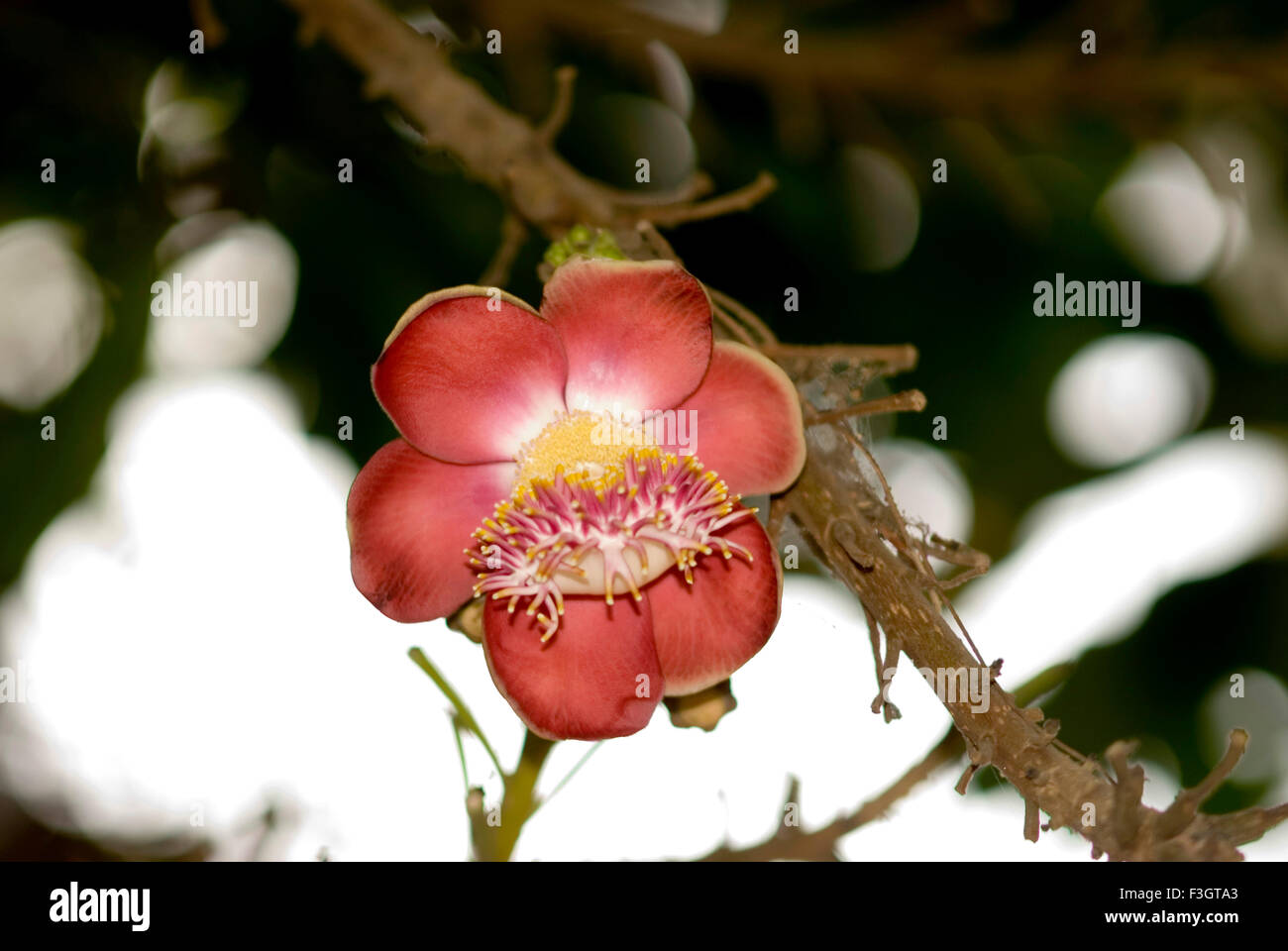 Fleur rouge de nom local d'kailaspati couropita guianensis nom scientifique Banque D'Images