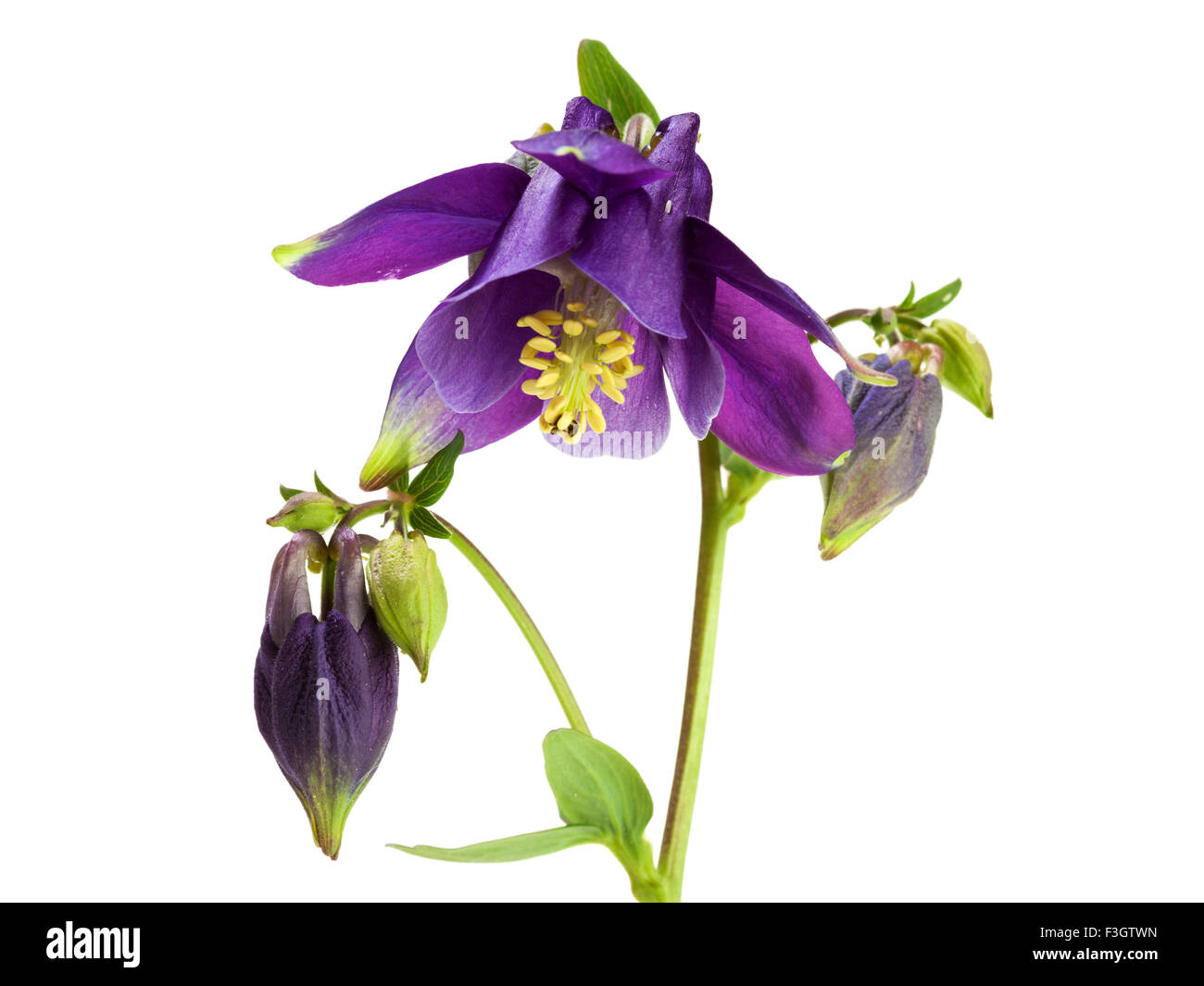 Aquilegia atrata, Dark ancolie isolated on white Banque D'Images