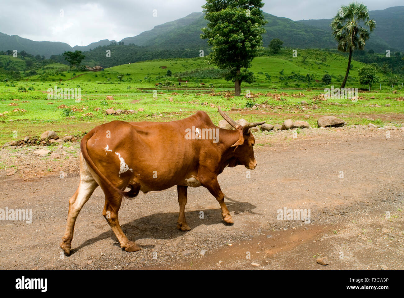 Bull indien sur la route de Taluka Panvel district ; Raigadh ; Maharashtra Inde ; Banque D'Images