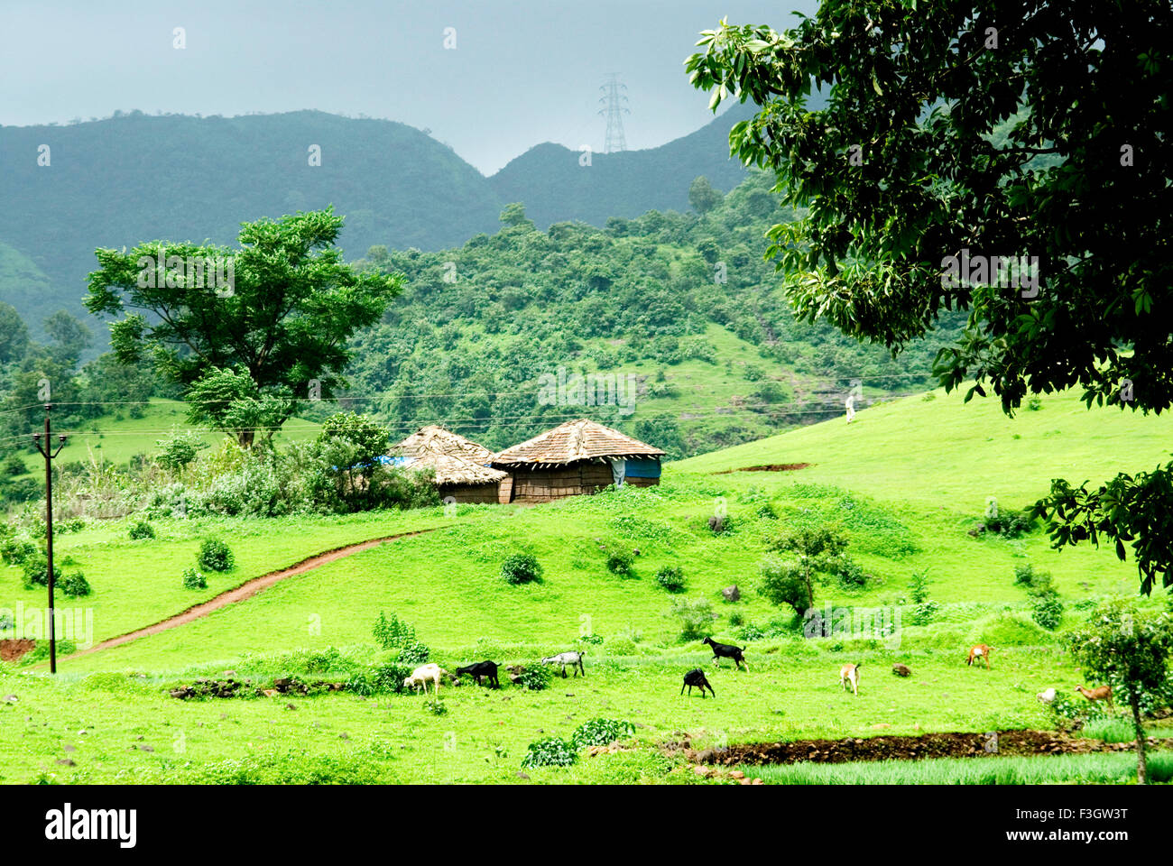 Petite hutte en pied de montagne en période de mousson ; Taluka Panvel district ; Raigadh ; Maharashtra Inde ; Banque D'Images