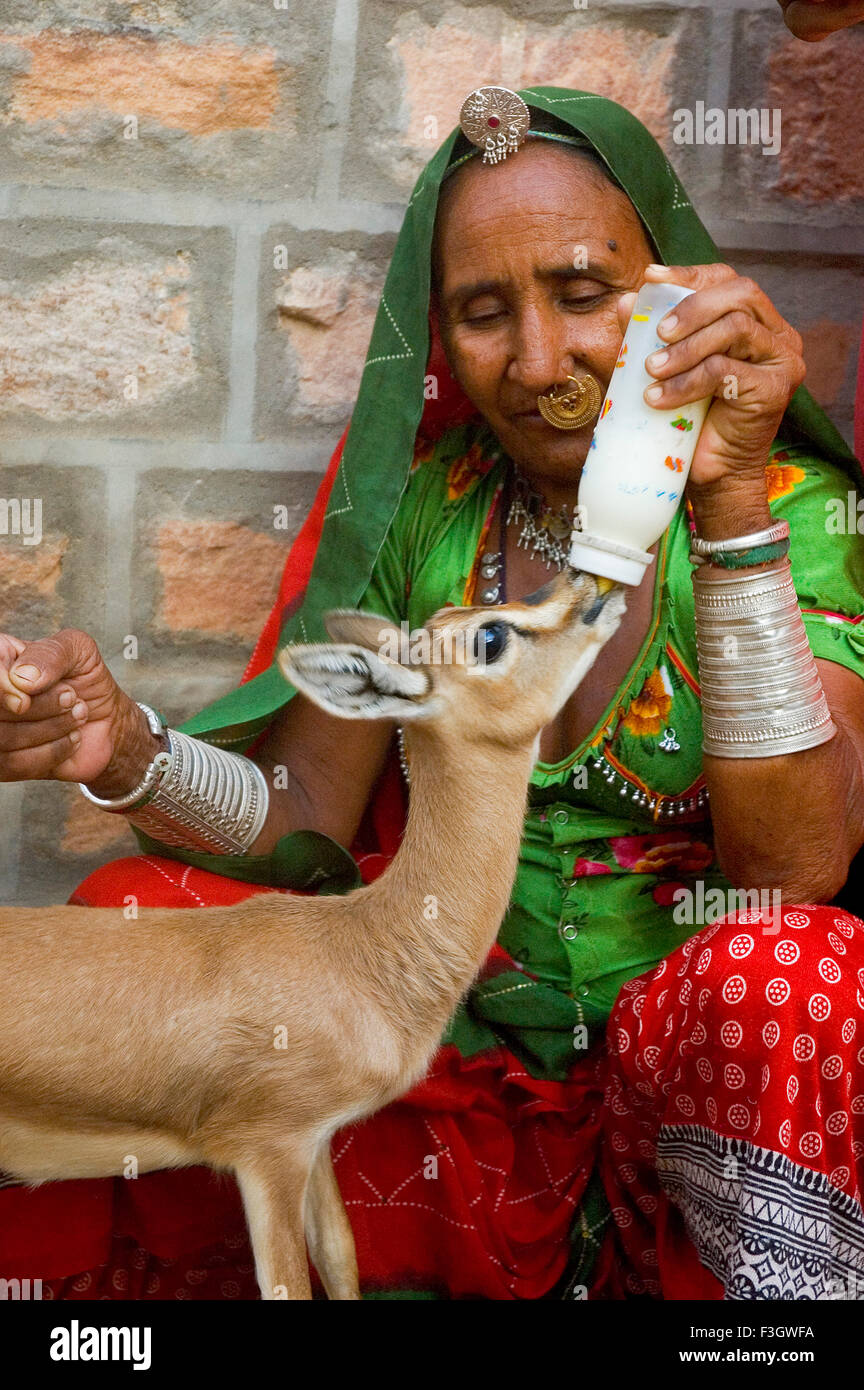 Rajasthani bishnoi femme nourrissant du lait à des cerfs orphelins en bouteille ; village Jajiwal près de Jodhpur ; Rajasthan ; Inde ; Asie Banque D'Images