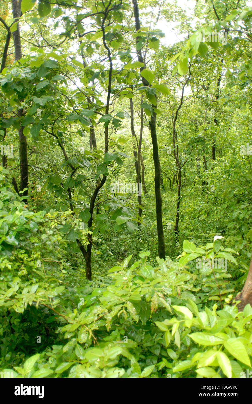Forêt profonde en période de mousson ; district du lac tansa place Thane Maharashtra ; Inde ; Banque D'Images