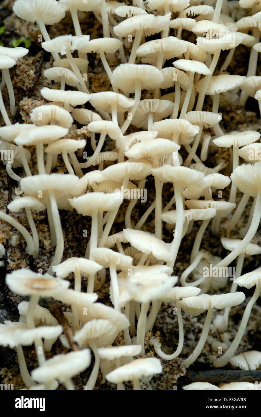 Les champignons hygrophorus petite taille sur la piste d'asangaon ; ; ; district de Thane Maharashtra Inde Banque D'Images