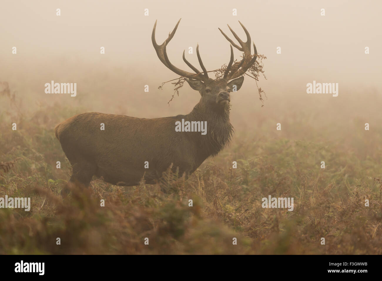 Red Deer (Cervus elaphus) stag debout dans un champ. Banque D'Images