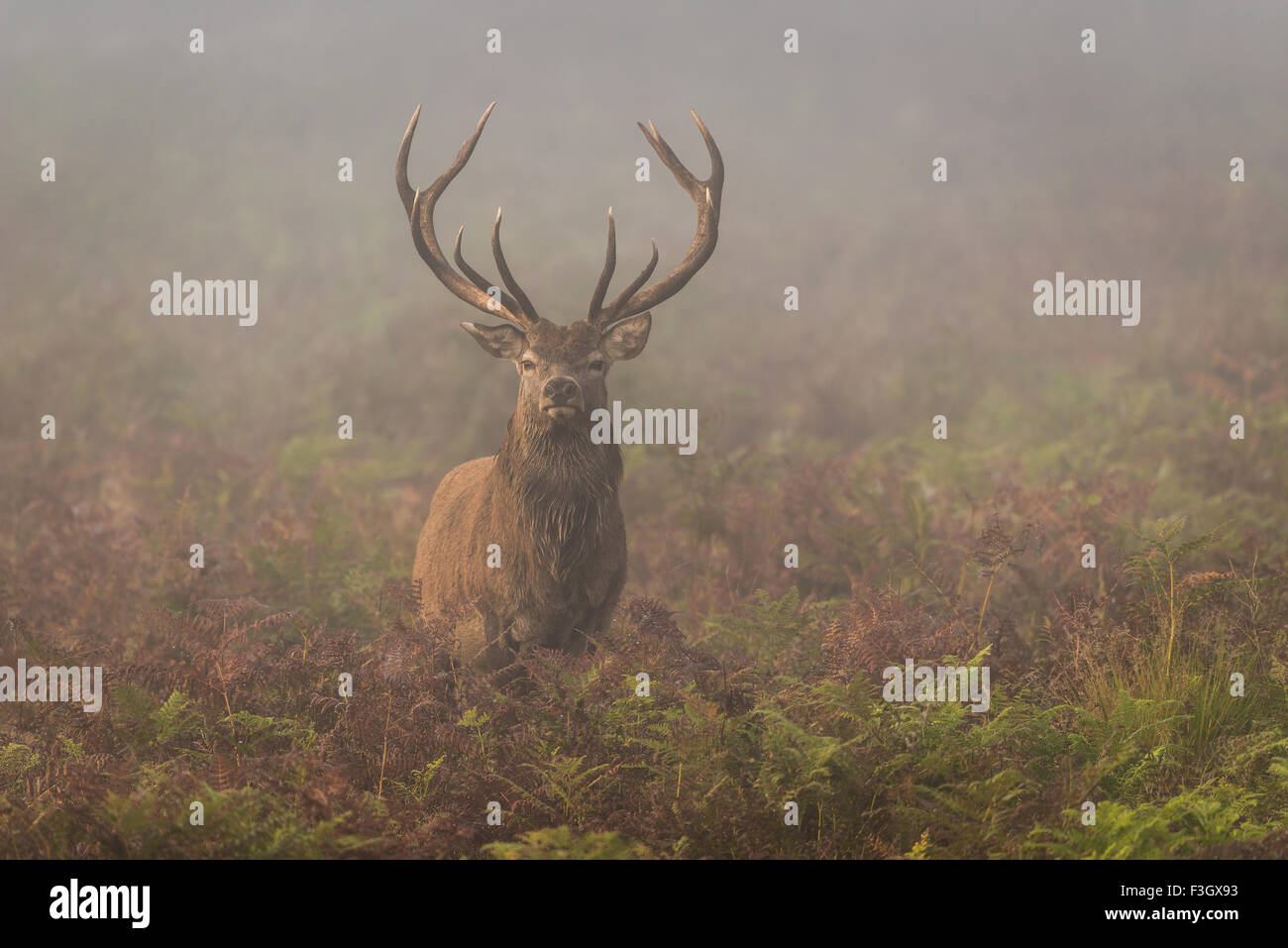 Red Deer (Cervus elaphus) stag debout dans un champ de brume. Banque D'Images