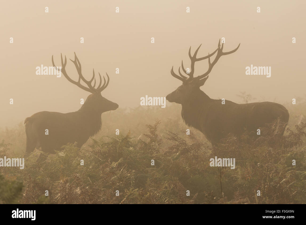Deux cerfs de red deer (Cervus elaphus) debout dans un champ. Banque D'Images