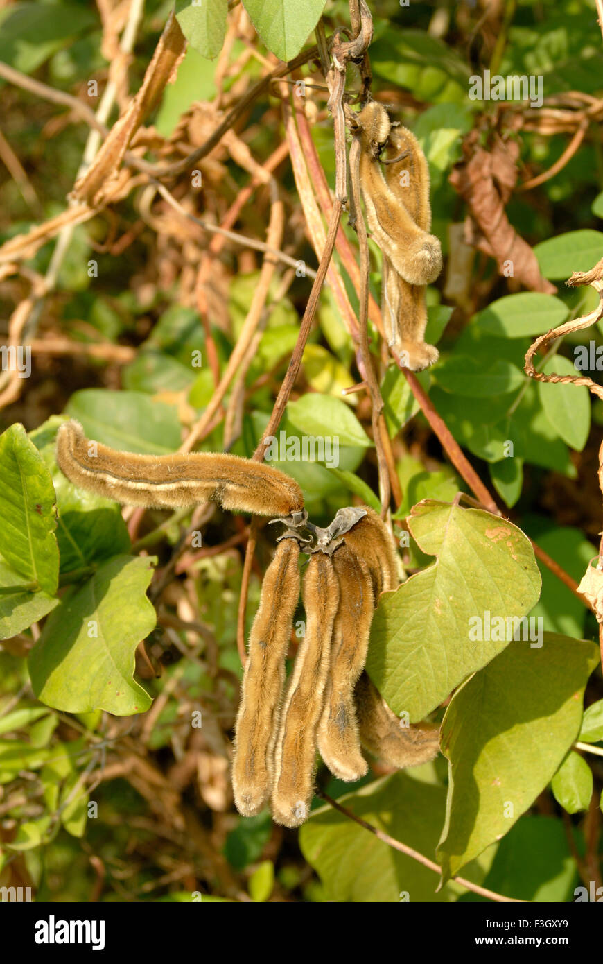 Ortie, Urtica dioica, ortie commune, ortie, feuille d'ortie, aiguillon, plante médicale, Maharashtra, Inde, Asie Banque D'Images