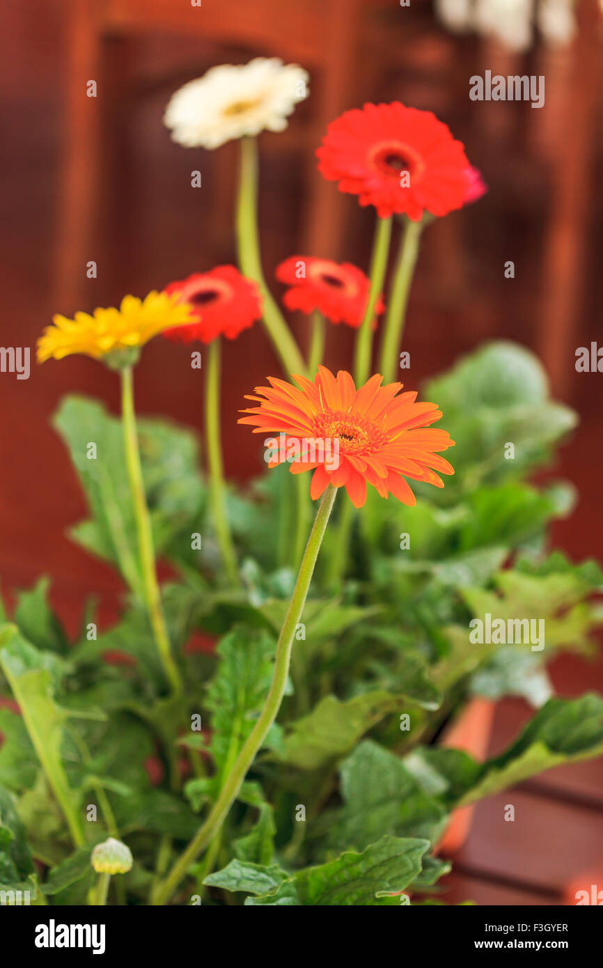 Photo de couleur différente de gerbera flower, selective focus Banque D'Images