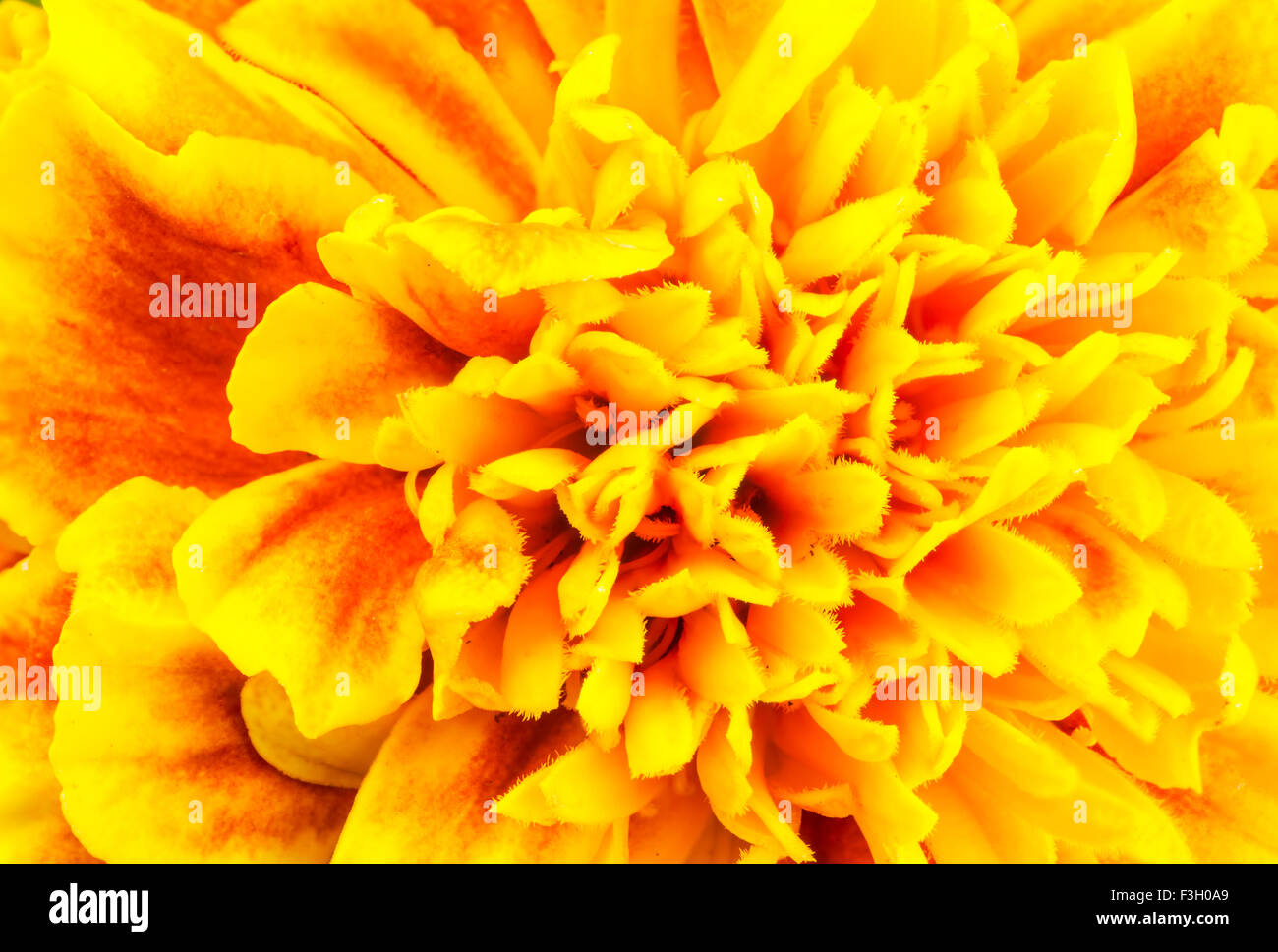 Gros plan du motif de pétales de fleurs de souci montrant et texture Banque D'Images