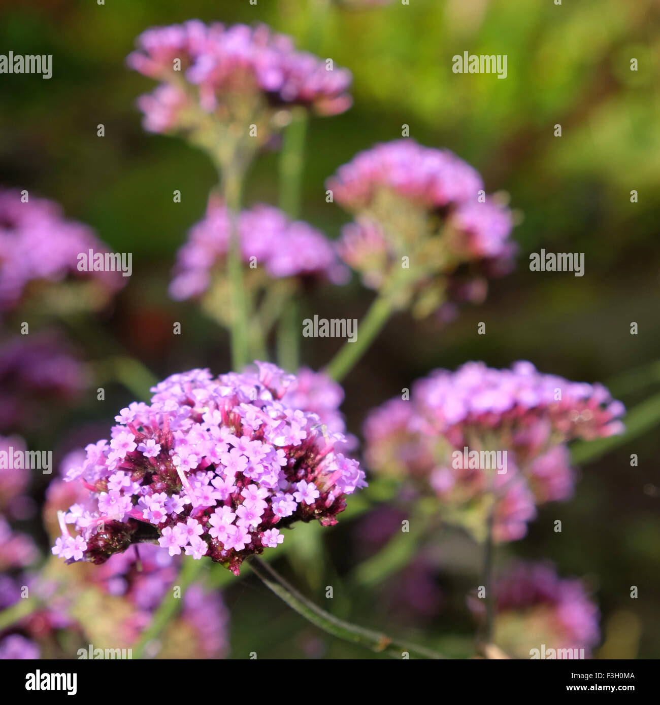 Verveine bonariensis jardin au Royaume-Uni en octobre Banque D'Images Verveine bonariensis jardin au Royaume-Uni en octobre Banque D'Images