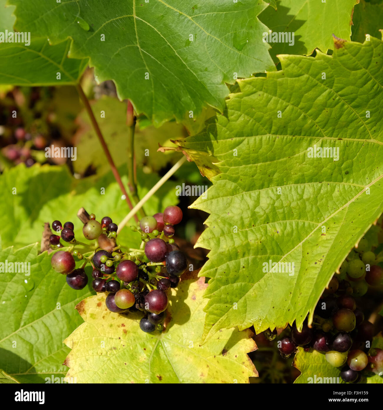 Les raisins noirs poussant sur des vignes dans le Herefordshire UK en octobre 2015 Banque D'Images