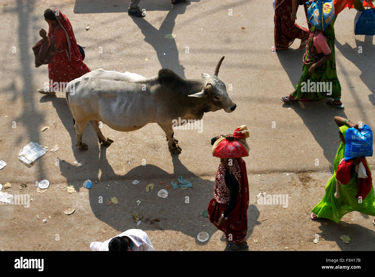 Les personnes qui s'y passé et de vache ; Varanasi Uttar Pradesh ; Inde ; Banque D'Images