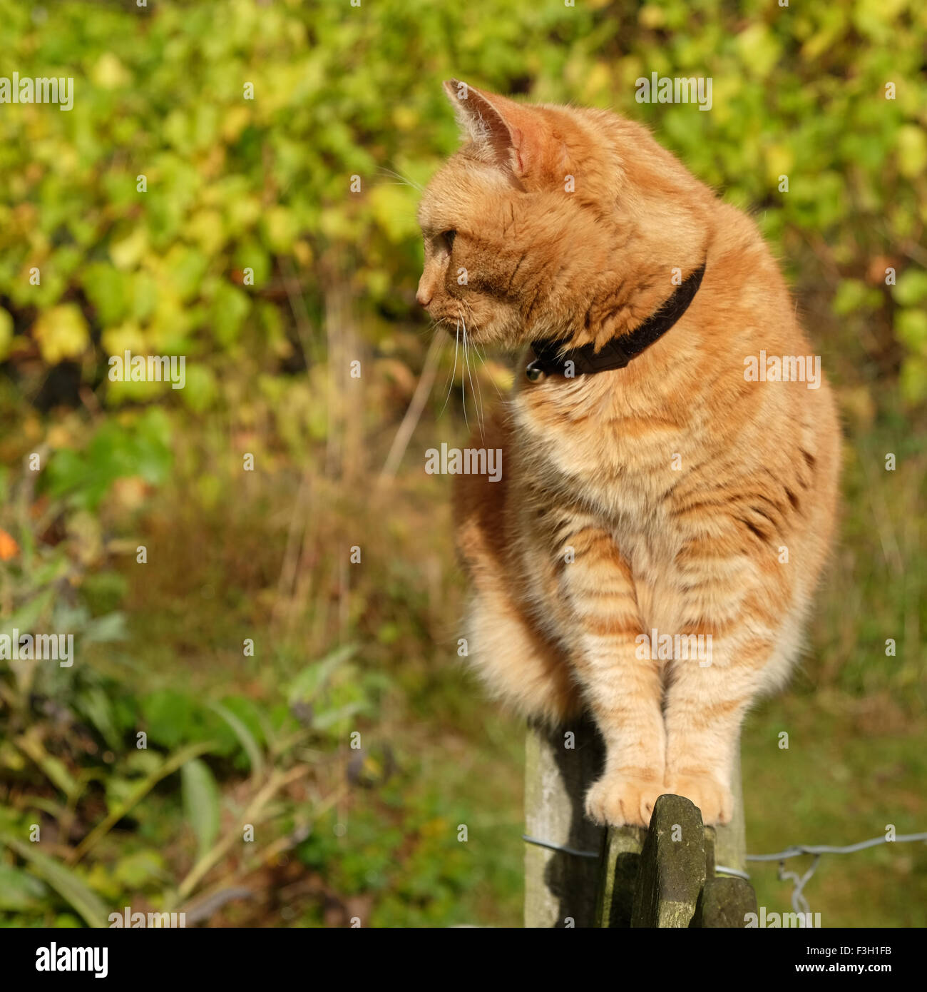 Le Gingembre Chat Assis Sur Alerte Haut De Cloture De Jardin Au Royaume Uni Photo Stock Alamy Le Gingembre Chat Assis Sur Alerte Haut De Cloture De Jardin Au Royaume Uni Photo Stock Alamy