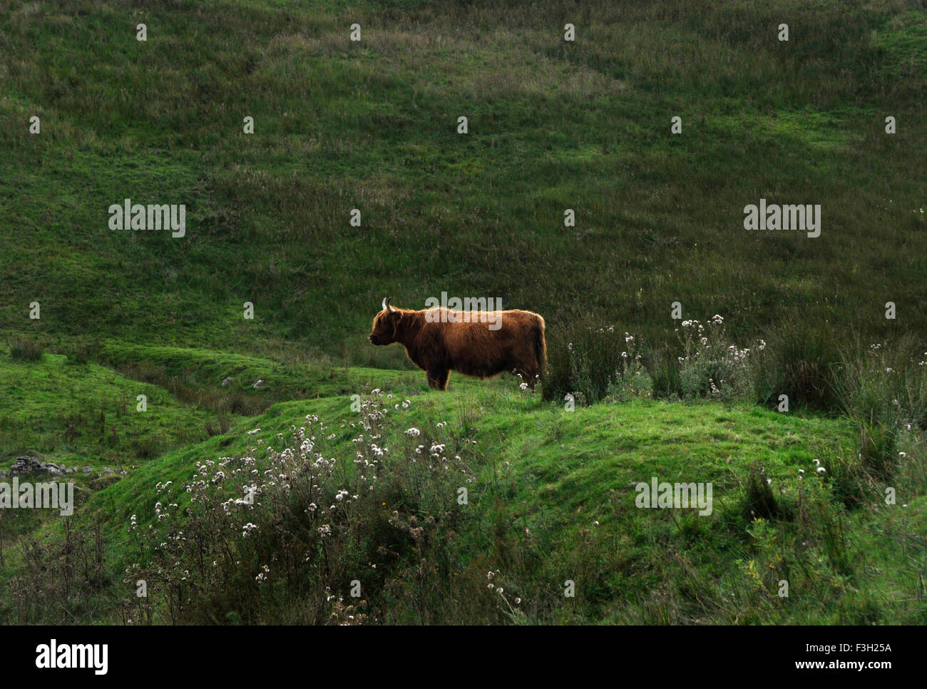 Aberdeen angus Banque D'Images