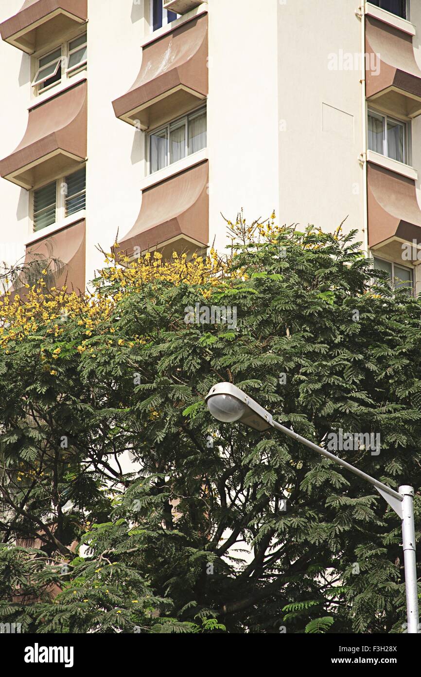 Des capacités et des feuilles vertes et fleurs jaunes sur arbre à Bhulabhai Desai road nom ancien préfet ; route ; Mahalakshmi Mumbai Banque D'Images