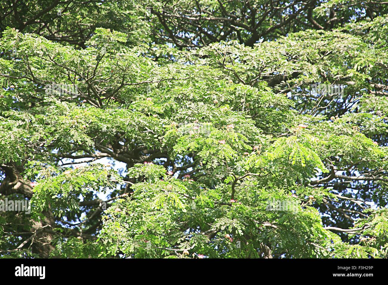 Feuilles vertes branches de rain tree ; Grant Road ; Bombay Mumbai Maharashtra ; Inde ; Banque D'Images