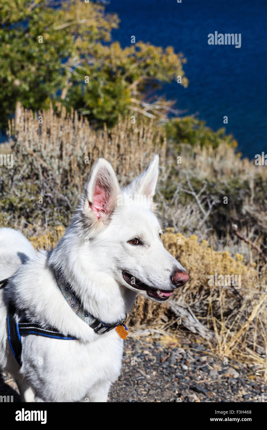 Randonnée chien par condamner Lake dans l'Est de la Sierra près de Mammoth Lakes, Californie Banque D'Images