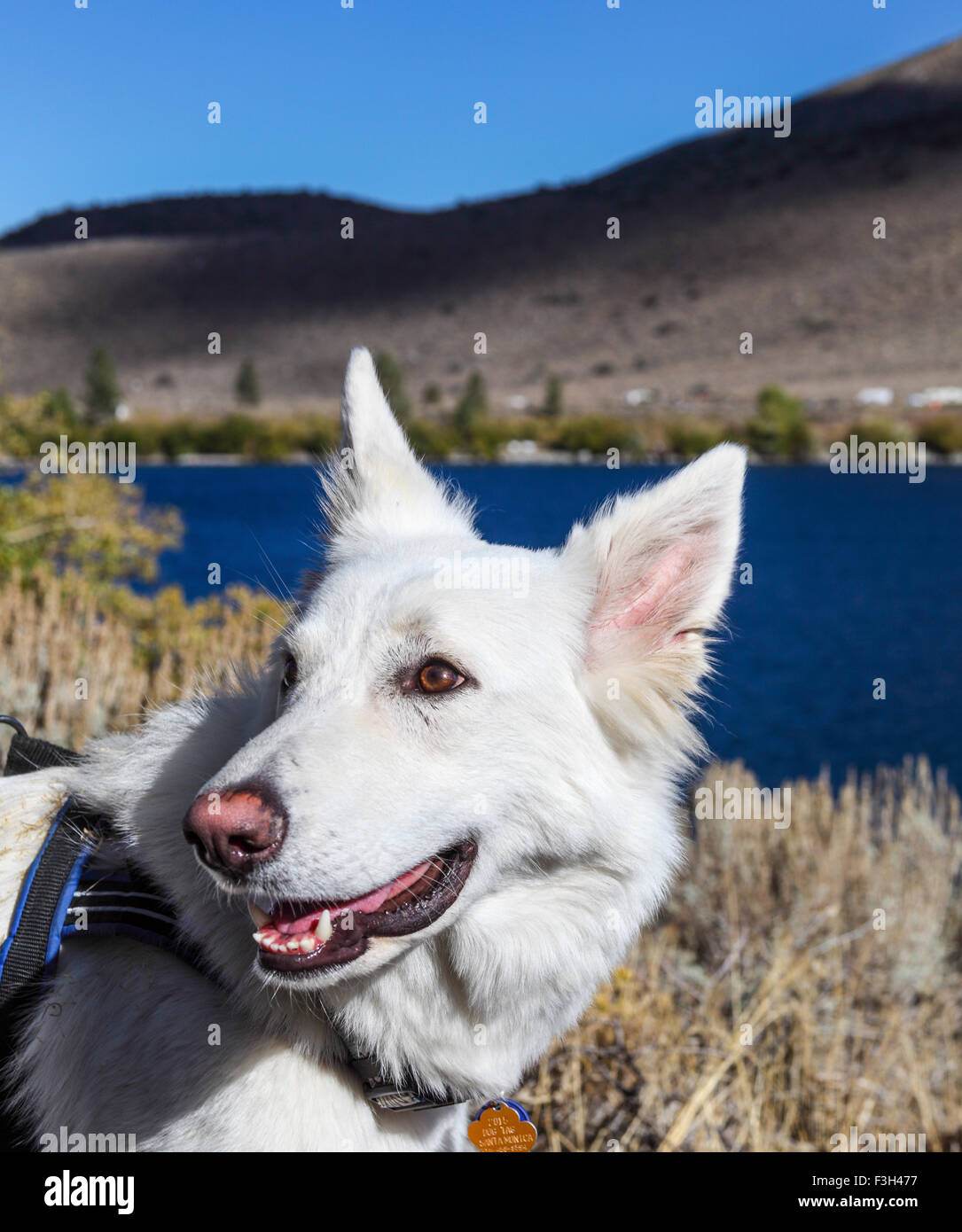 Randonnée chien par condamner Lake dans l'Est de la Sierra près de Mammoth Lakes, Californie Banque D'Images