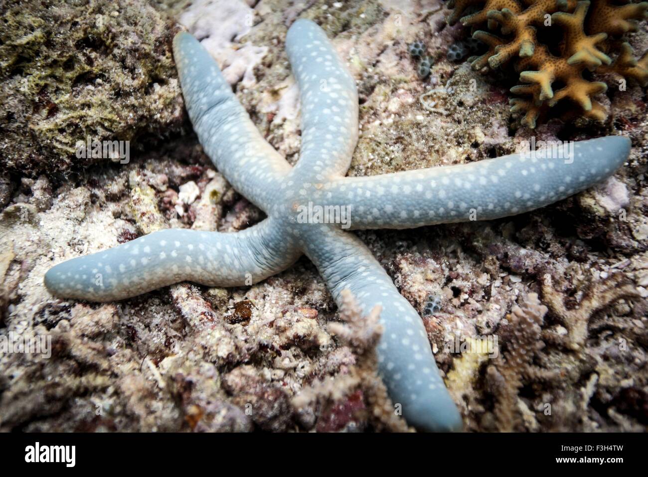 L'étoile bleue sur les récifs coralliens (Linckia laevigata), Raja Ampat, Papouasie occidentale, en Indonésie Banque D'Images