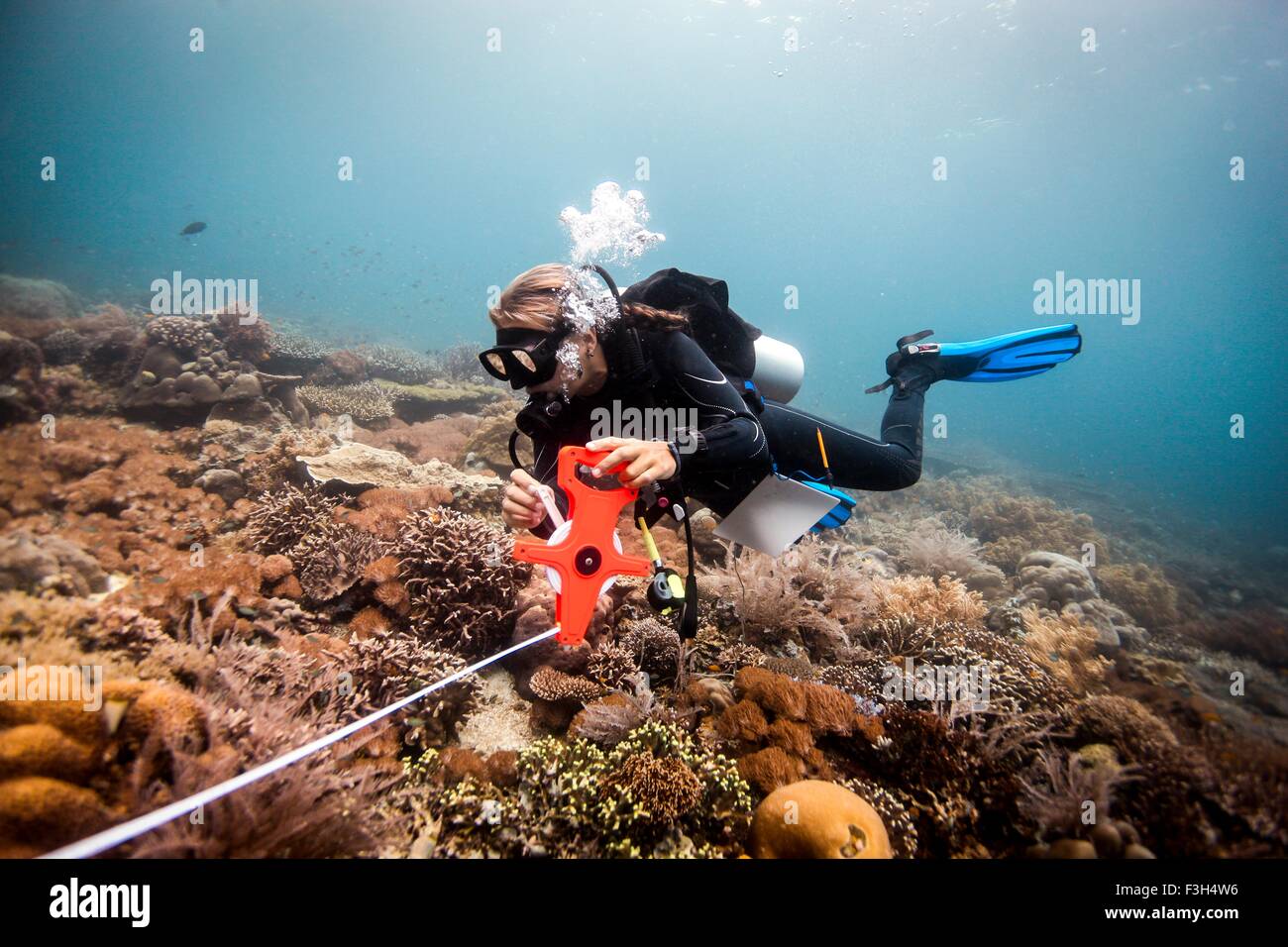 Plongeur femelle mène une enquête scientifique sur un récif de corail, Raja Ampat, Papouasie occidentale, en Indonésie Banque D'Images