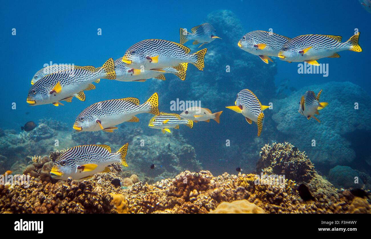 Banc de gaterins orientaux (Plectorhinchus vittatus) au-dessus d'une barrière de corail, Lombok, Indonésie Banque D'Images