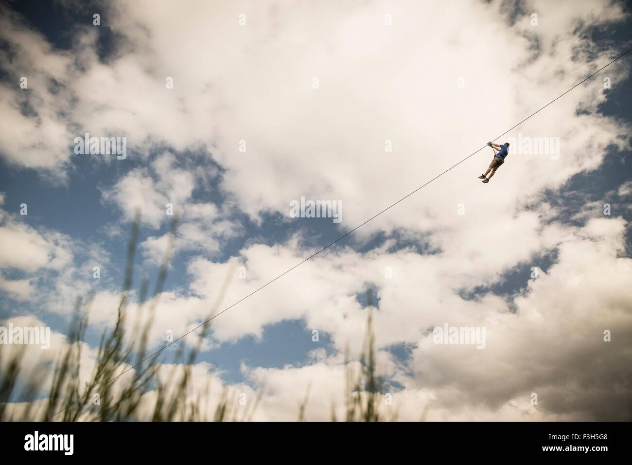 Homme mature sur zip wire over field Banque D'Images