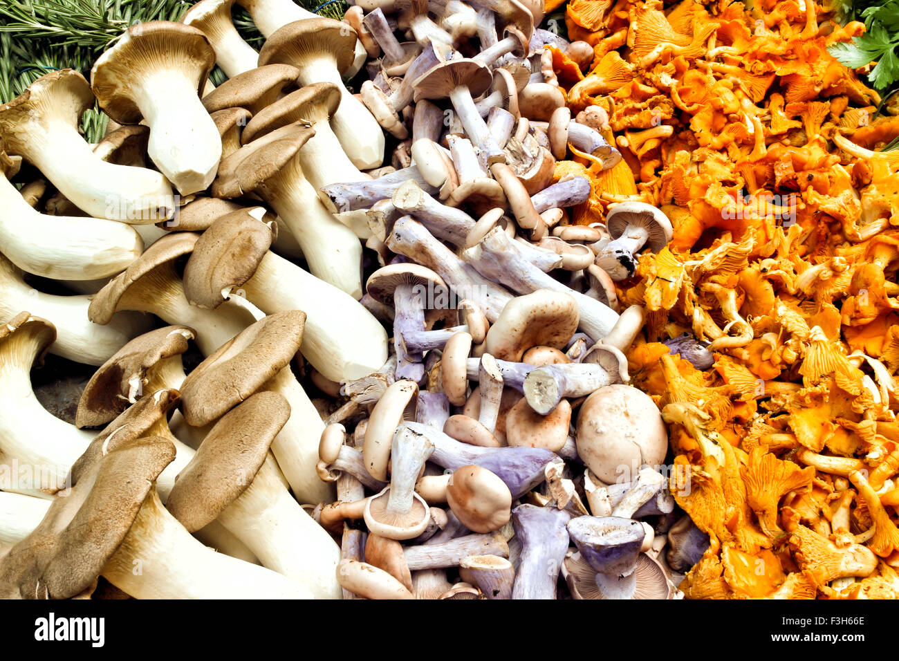 Close up de la récolte de chanterelles, pied bleu et king oyster champignons sauvages après l'alimentation d'aliments sauvages Banque D'Images
