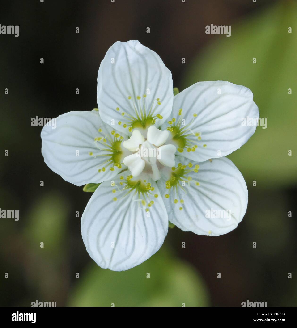 Fleur de l'herbe dans le nord du Mont Parnasse Parnassia palustris dans Kuuskajaskari île en mer de Botnie en Finlande. Banque D'Images