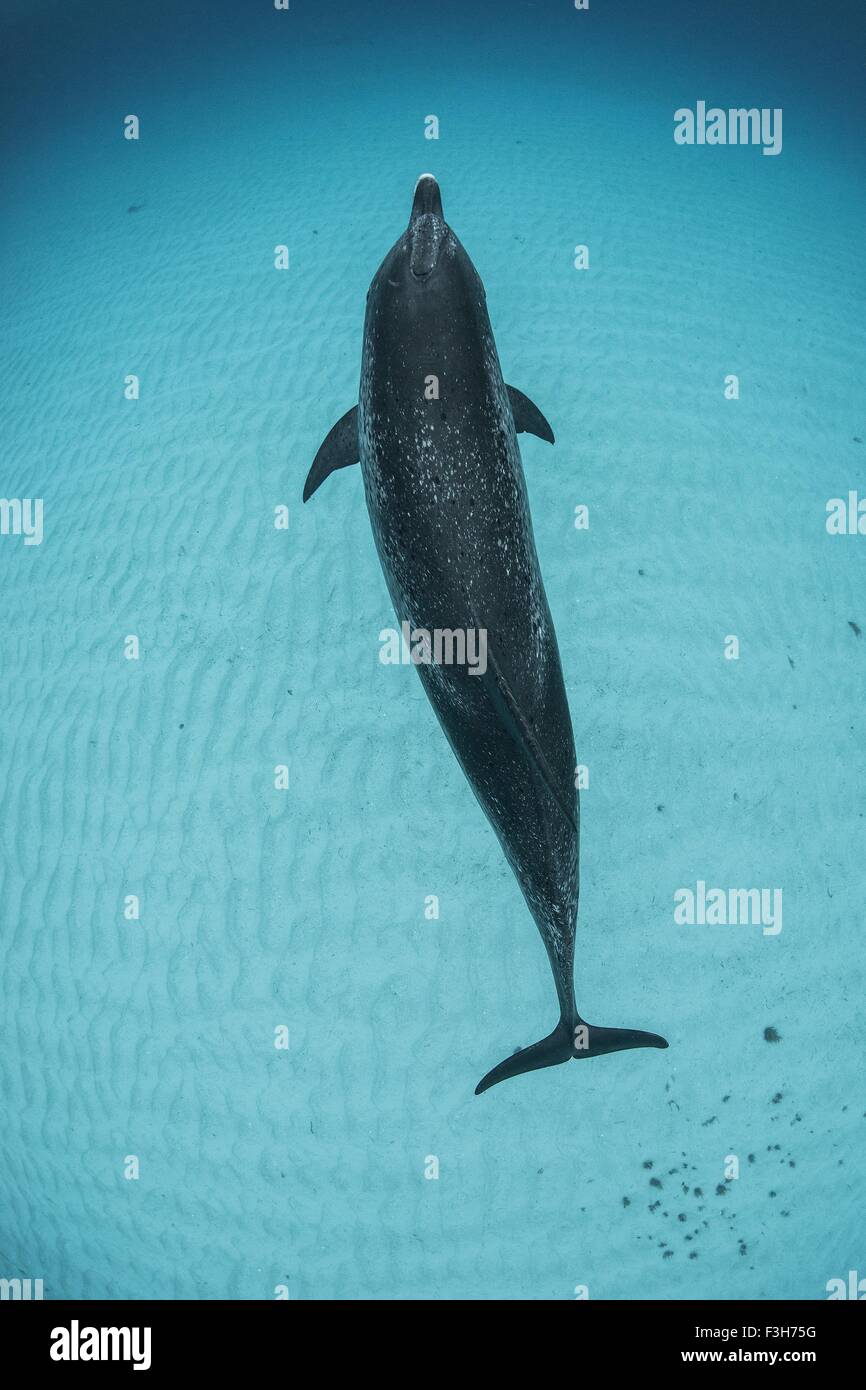 Vue aérienne de dauphins tachetés de l'Atlantique, Bahama Banks, Bahamas, Caraïbes Banque D'Images