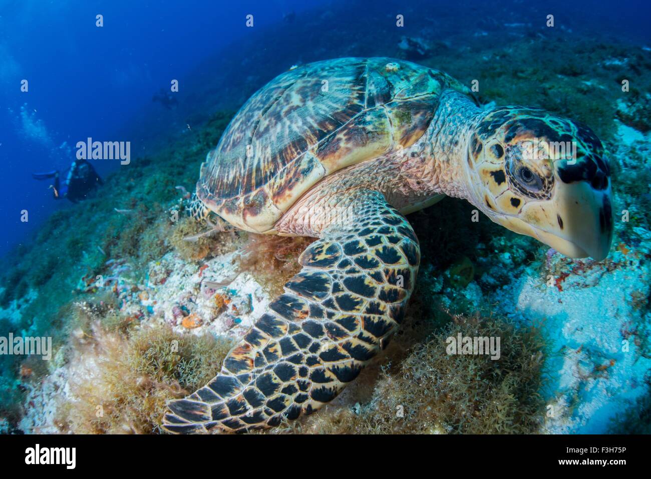 La tortue imbriquée (Eretmochelys imbricata) se nourrit de corail, Cozumel, Quintana Roo, Mexique Banque D'Images