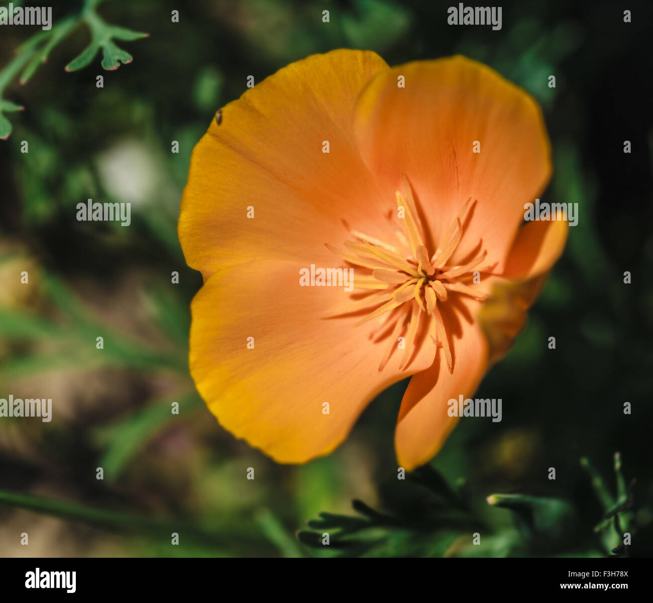 Fleurs jaunes poussant dans le jardin Banque D'Images