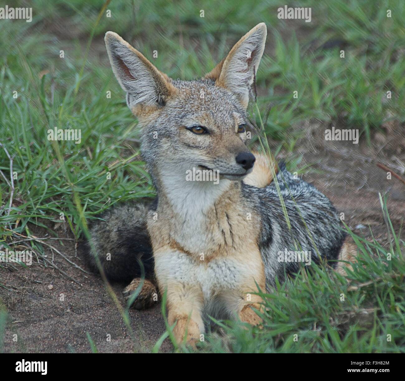 Le chacal à dos noir (Canis mesomelas), Tanzanie Banque D'Images