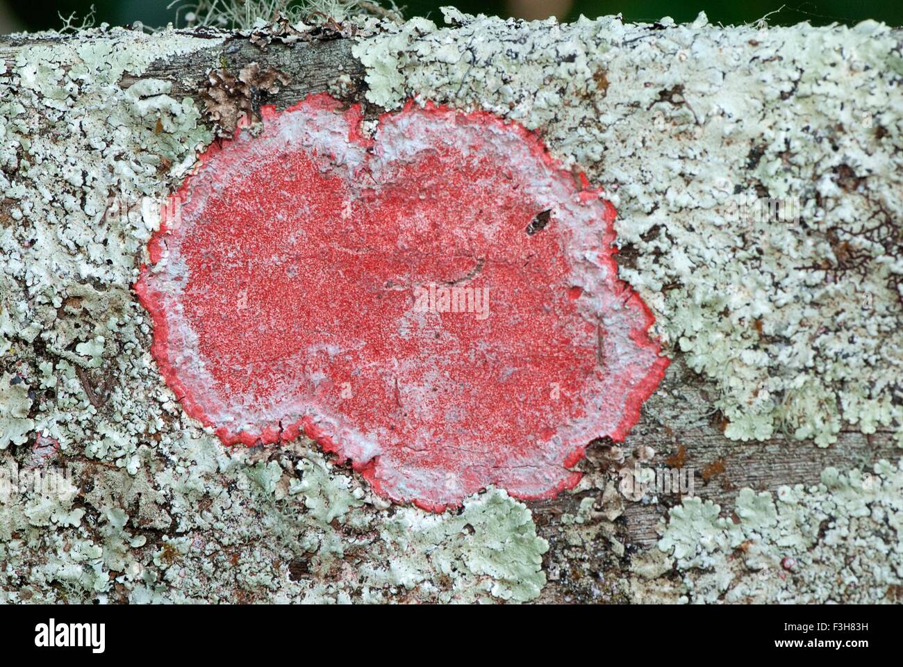 Cryptothecia rubrocincta - une espèce d'oiseaux de la famille des Arthoniaceae. Nom commun : couronne de Noël maritime Banque D'Images